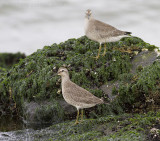 Kanoet / Red Knot