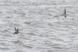 Grauwe Franjepoot / Red-necked Phalarope