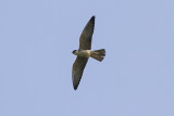 Roodpootvalk / Red-footed Falcon