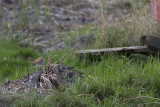 Rosse Waaierstaart / Rufous-tailed Scrub Robin