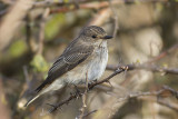 Grauwe Vliegenvanger / Spotted Flycatcher
