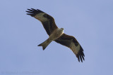 Rode Wouw / Red Kite