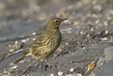 Oeverpieper / Rock Pipit