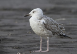 Pontische Meeuw / Caspian Gull