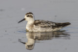 Grauwe Franjepoot / Red-necked Phalarope