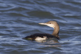 Parelduiker / Black-throated Diver