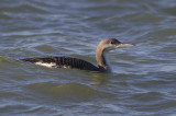 Parelduiker / Black-throated Diver