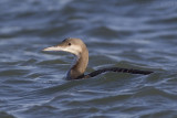 Parelduiker / Black-throated Diver