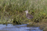 Bosruiter / Wood Sandpiper