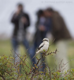 Steppeklapekster / Steppe Grey Shrike