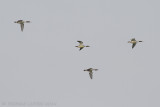 Grote Zaagbek / Goosander