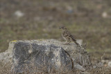 Rotsmus / Rock Sparrow