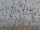 Kalanderleeuwerik - Calandra Lark