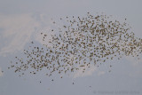 Kalanderleeuwerik - Calandra Lark