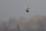 Steppekiekendief - Pallid Harrier