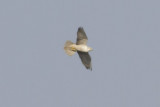 Sakervalk - Saker Falcon