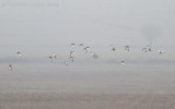 Kleine Trap - Little Bustard