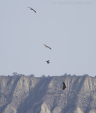 Vale Gier - Griffon Vulture