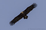 Monniksgier - Cinereous Vulture