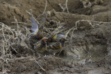 Roodvoorhoofdkanarie (Serinus pusillus)