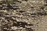 Strandplevier / Kentish Plover
