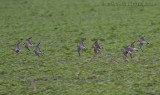 Morinelplevier / Eurasian Dotterel