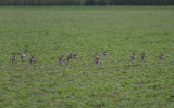 Morinelplevier / Eurasian Dotterel