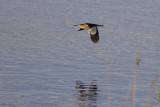 Woudaap / Little Bittern