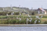 Grote Stern / Sandwich Tern