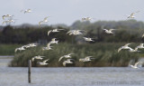 Grote Stern / Sandwich Tern