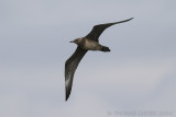 Kleinste Jager / Long-tailed Skua