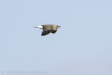Oosterse Vorkstaartplevier / Oriental Pratincole