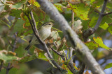 Bladkoning / Yellow-browed Warbler