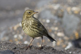 Oeverpieper / Rock Pipit