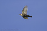 Beflijster / Ring Ouzel