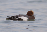 Smient / Eurasian Wigeon