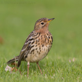 Roodkeelpieper / Red-throated Pipit