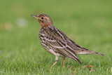 Roodkeelpieper / Red-throated Pipit