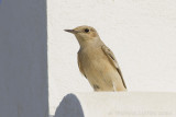 Monnikstapuit / Hooded Wheatear