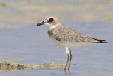 Woestijnplevier / Greater Sand Plover