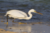 Westelijke Rifreiger / Western Reef Heron