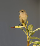 Aziatische Roodborsttapuit / Siberian Stonechat