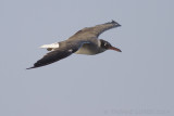 Witoogmeeuw / White-eyed Gull