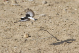 Oostelijke Rouwtapuit / Eastern Mourning Wheatear