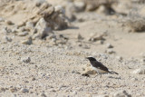 Oostelijke Rouwtapuit / Eastern Mourning Wheatear