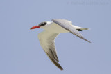 Reuzenstern / Caspian Tern