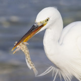 Westelijke Rifreiger / Western Reef Heron