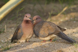 Palmtortel / Laughing Dove