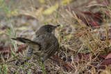 Kleine Zwartkop / Sardinian Warbler