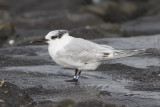 Grote Stern / Sandwich Tern